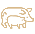 Иконка категории - Для свиноматок